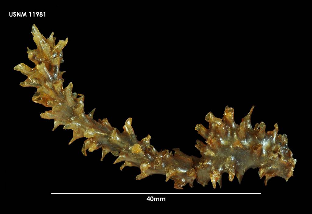 Pterobranchs