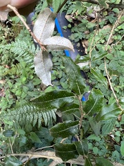 Elaeagnus thunbergii