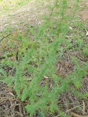 Asparagus suaveolens