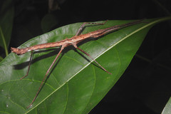 Neohirasea hongkongensis