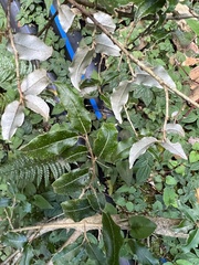 Elaeagnus thunbergii
