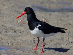 Pied Oystercatcher photo 1