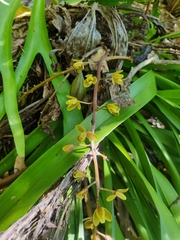 Cymbidium madidum