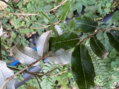 Elaeagnus thunbergii