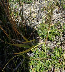 Prasophyllum rostratum