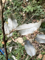 Elaeagnus thunbergii