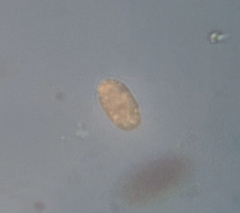 Colepidae