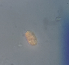 Colepidae