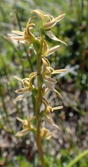 Prasophyllum rostratum
