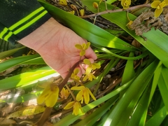 Cymbidium madidum