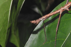 Neohirasea hongkongensis