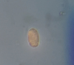 Colepidae