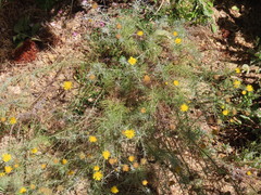 Leysera gnaphalodes