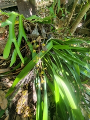Cymbidium madidum