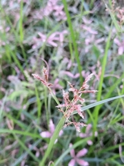 Cyperus denudatus