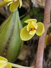 Cymbidium madidum