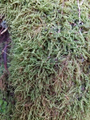 Antitrichia curtipendula