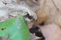 Pinthaeus sanguinipes