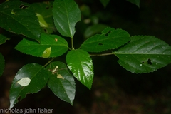 Dendrocnide photiniiphylla