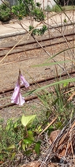 Dierama pendulum