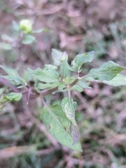 Physalis angulata