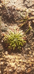 Plantago coronopus