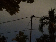 Paradoxurus musangus