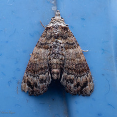 Chlumetia