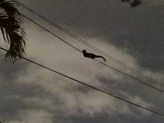 Paradoxurus musangus