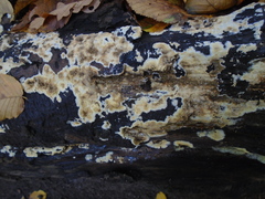 Coniophora puteana