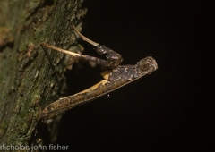Caloptilia eurycnema