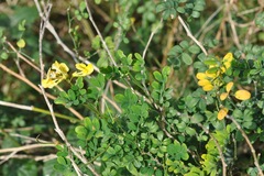 Hippocrepis emerus