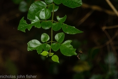 Jasminum singuliflorum