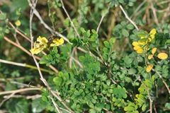 Hippocrepis emerus