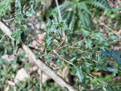 Elaeagnus thunbergii