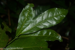 Beilschmiedia obtusifolia