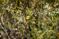 Hibbertia obtusifolia
