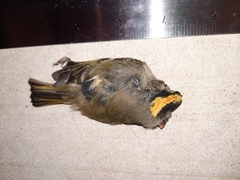 Regulus satrapa