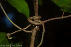 Loeseneriella barbata
