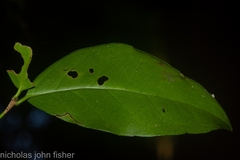 Loeseneriella barbata