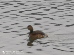Tachybaptus ruficollis