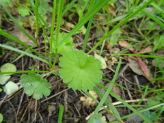 Geranium rotundifolium