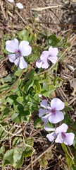 Pelargonium peltatum