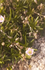 Spergularia rupicola