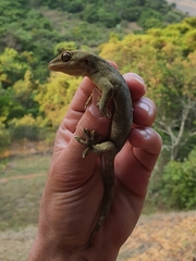 Homopholis walbergii