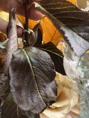 Strobilanthes auriculata