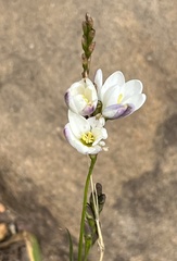 Ixia polystachya