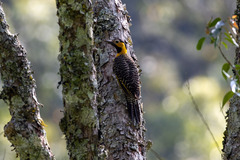 Colaptes campestris campestris