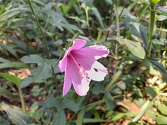Hibiscus pedunculatus