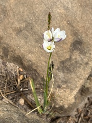 Ixia polystachya